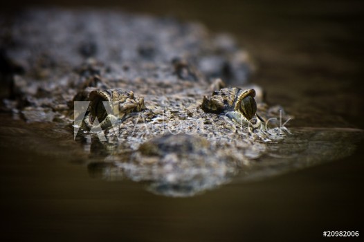 Bild på Swimming crocodile